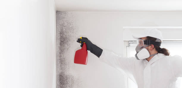 Best White Mold Remediation in Palm Beach, FL